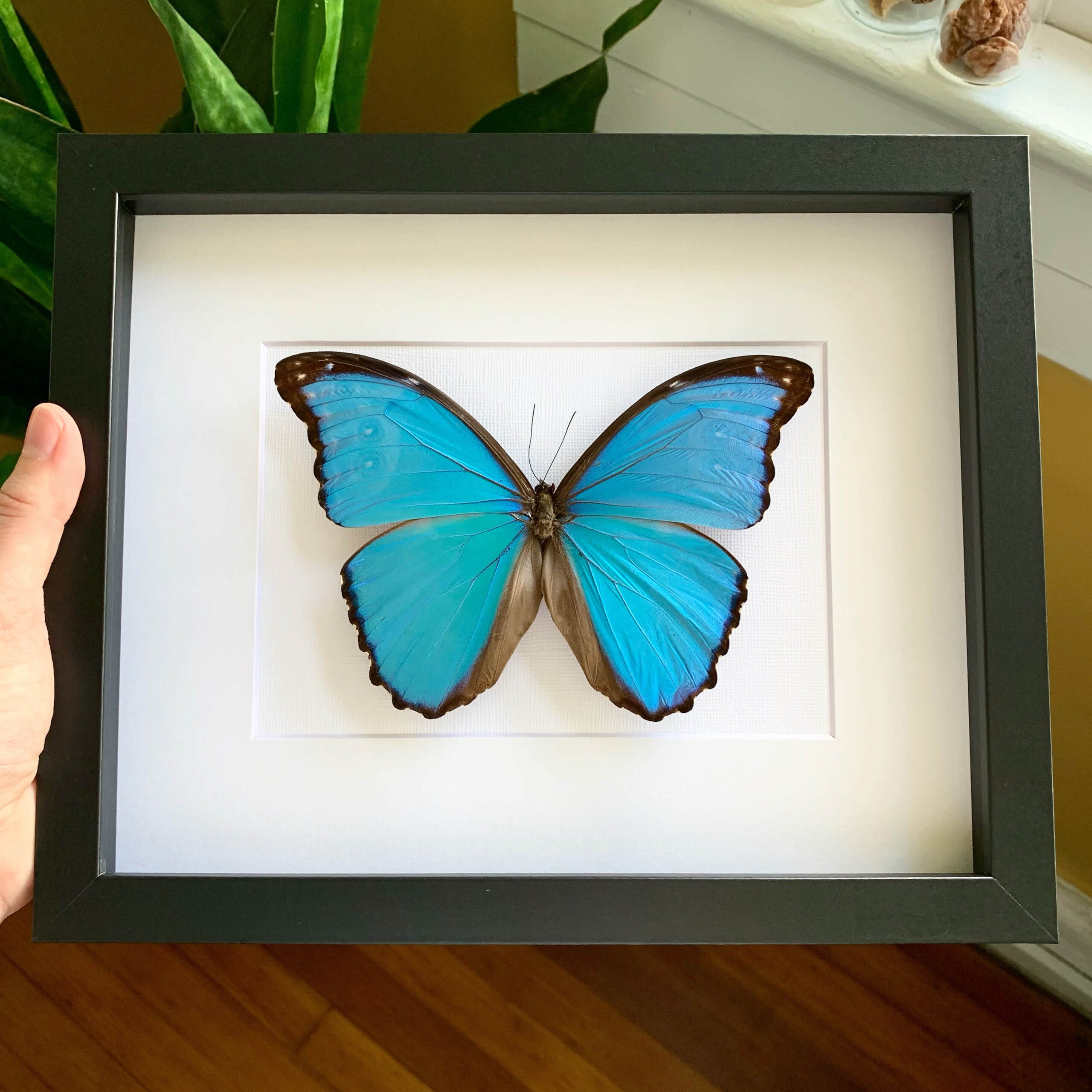 Giant Blue Morpho Butterfly Wing&Marrow Curiosities