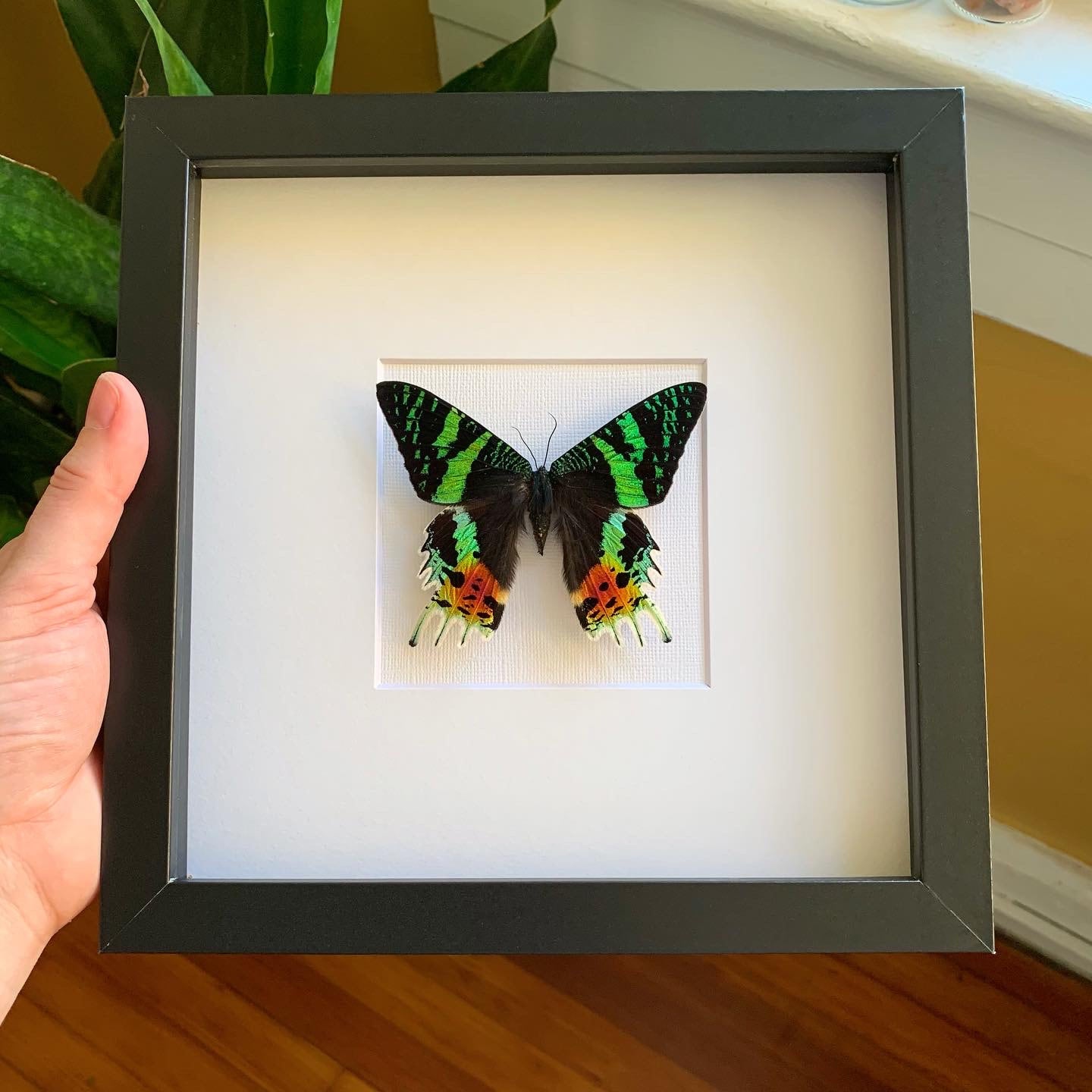 Madagascan Sunset Moth Wing&Marrow Curiosities