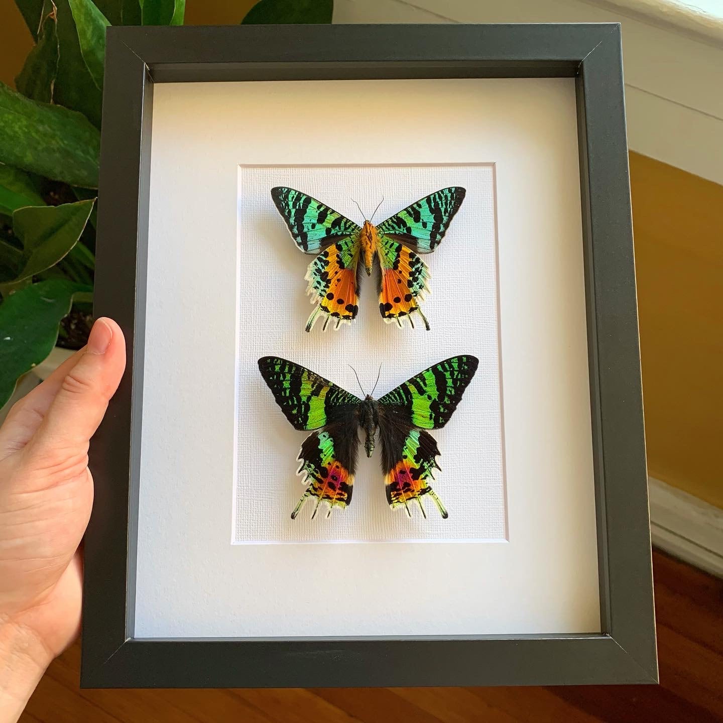 Madagascan Sunset Moth Pair Wing&Marrow Curiosities